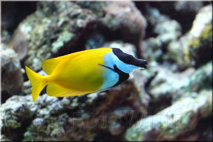 Siganus vulpinus.jpg
