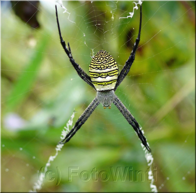 Argiope aemula.JPG