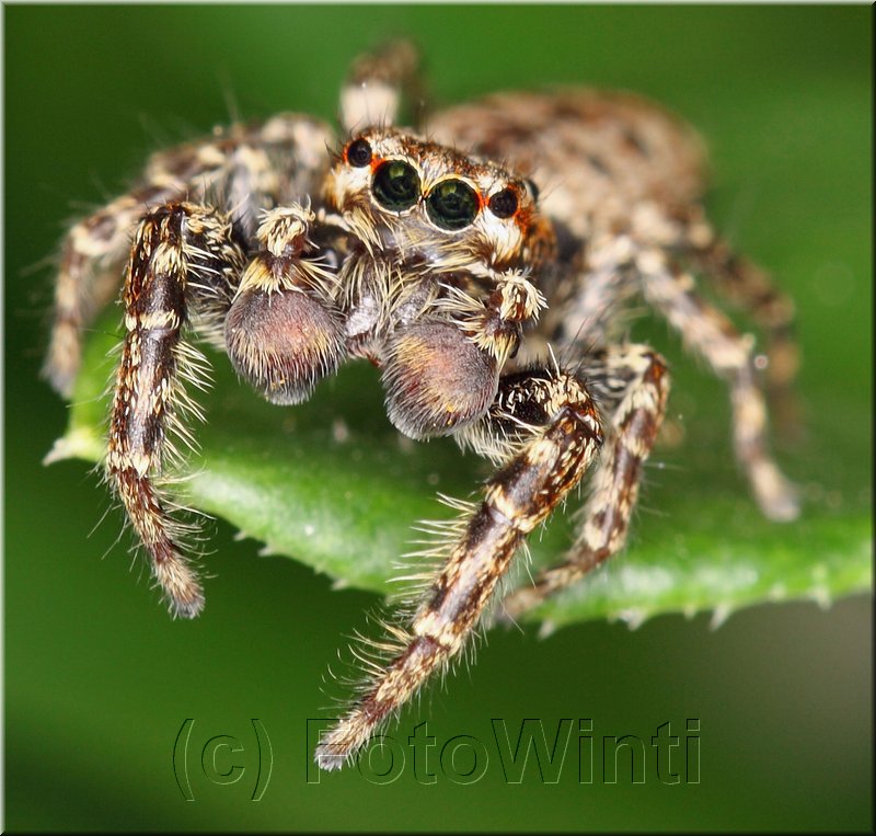 Evarcha falcata3.jpg