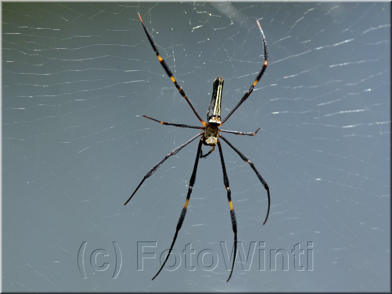 Nephila 3.JPG