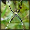 Argiope aemula.JPG