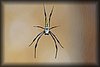 Nephila 2.JPG