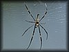 Nephila 3.JPG