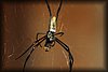 Nephila 4.JPG