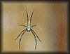 Nephila.JPG