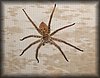 Palystes sp.JPG