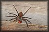 Palystes sp2.JPG
