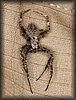Rain Spider.JPG