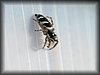 Salticus scenicus.JPG