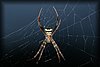 Seidenspinne2.JPG