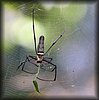 nephilia maculata.jpg