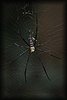 nephilia maculata2.JPG