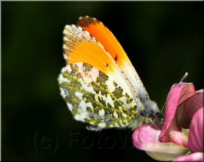 Anthocharis cardamines2.JPG