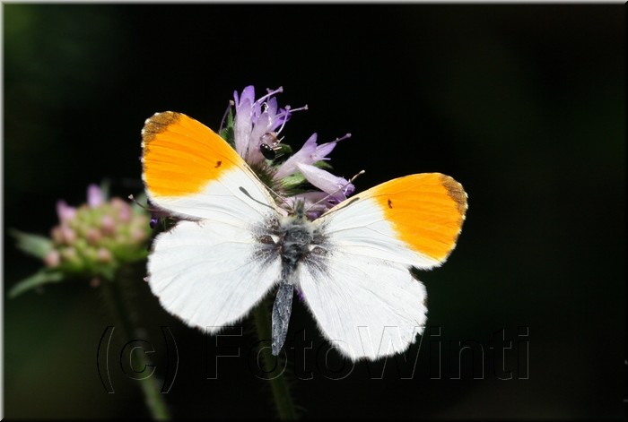 Anthocharis cardamines3.jpg