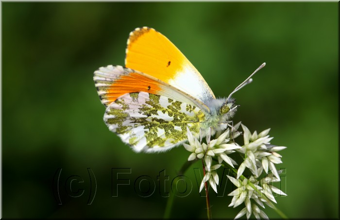 Anthocharis cardamines5.JPG