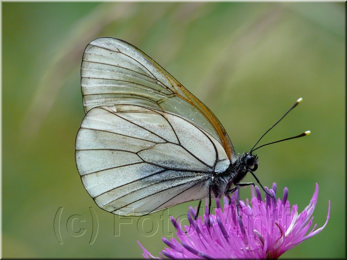 Aporia crataegi.jpg
