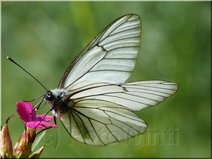 Aporia crataegi2.JPG