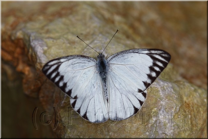 Appias libythea olferna.JPG