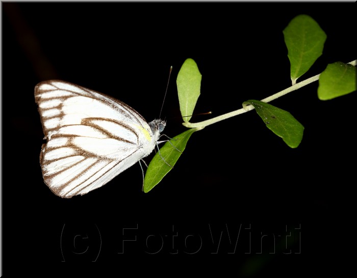 Appias libythea olferna2.JPG