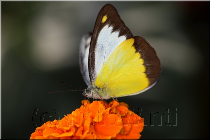 Appias lyncida vasava.JPG
