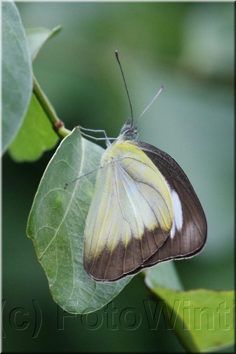 Appias lyncida vasava2.jpg