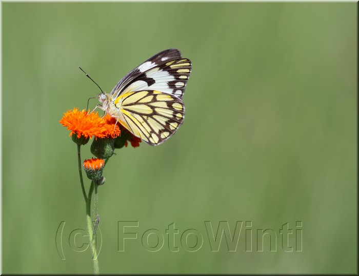 Belenois creona2.JPG