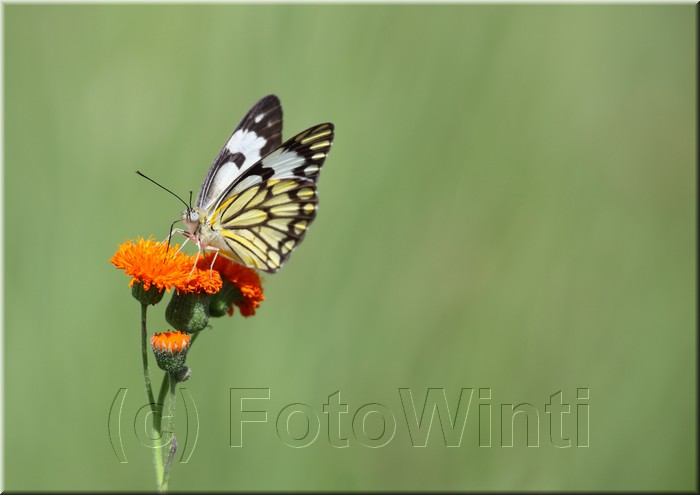Belenois creona3.JPG