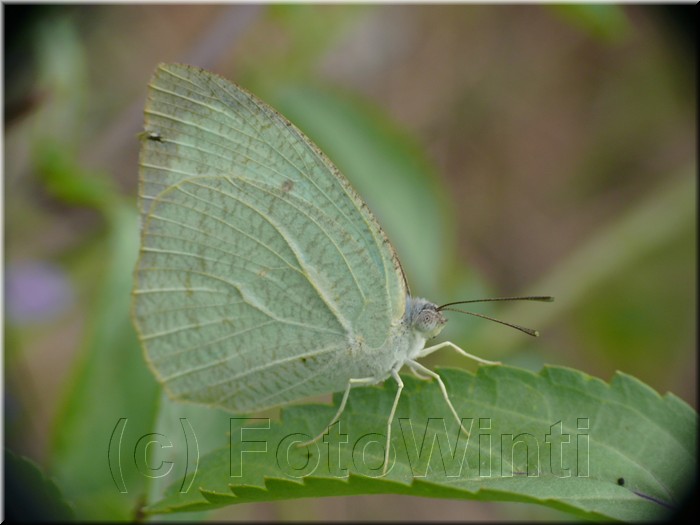 Catopsilia pyranthe pyranthe.JPG
