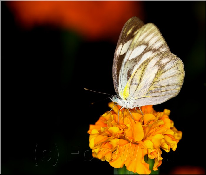 Cepora nerissa daphne2.JPG