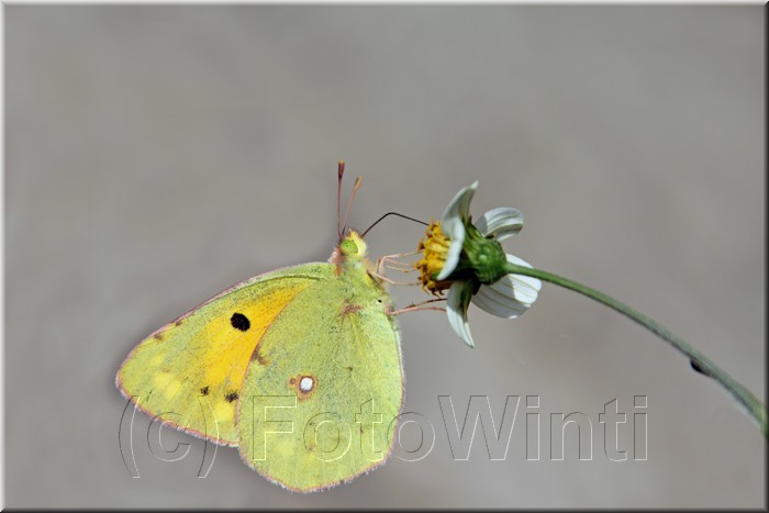 Colias croceus.JPG