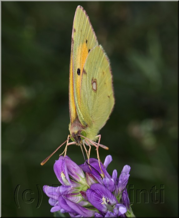 Colias croceus3.JPG
