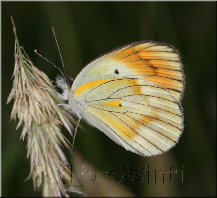 Colotis antevippe gavisa.JPG