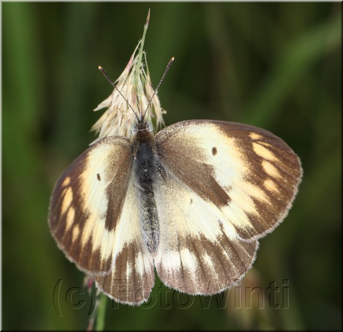 Colotis antevippe gavisa2.JPG