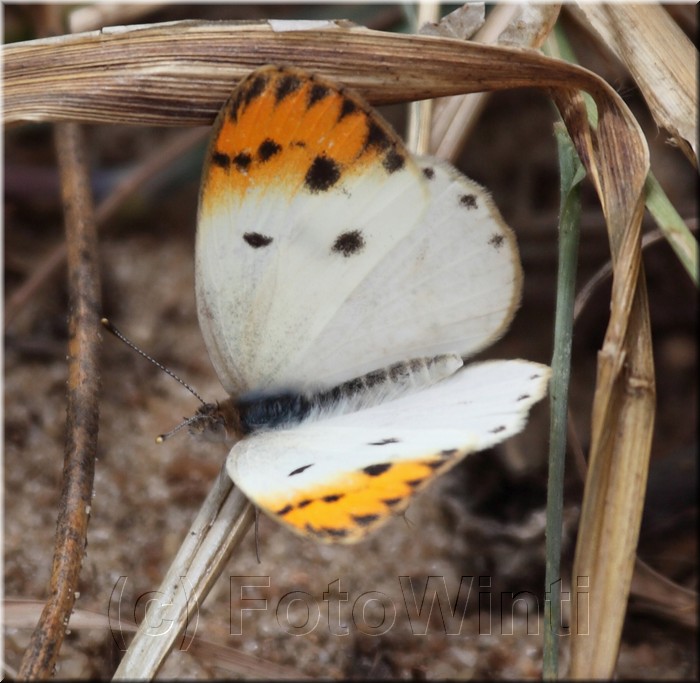 Colotis pallene.jpg