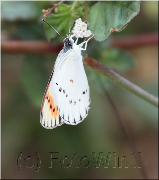 Colotis pallene2.jpg