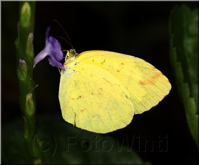 Eurema blanda snelleni.JPG