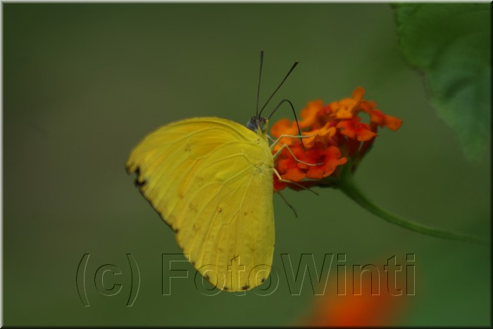 Eurema blanda snelleni2.JPG