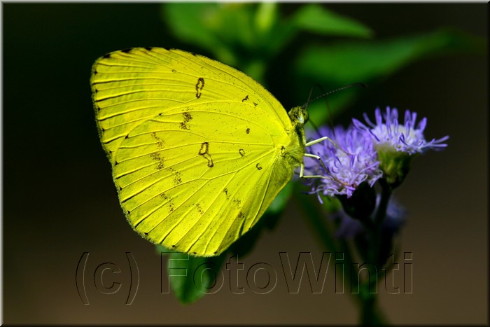 Eurema hecabe.jpg