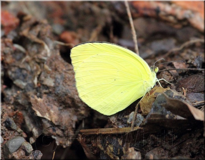 Eurema nise 1.JPG