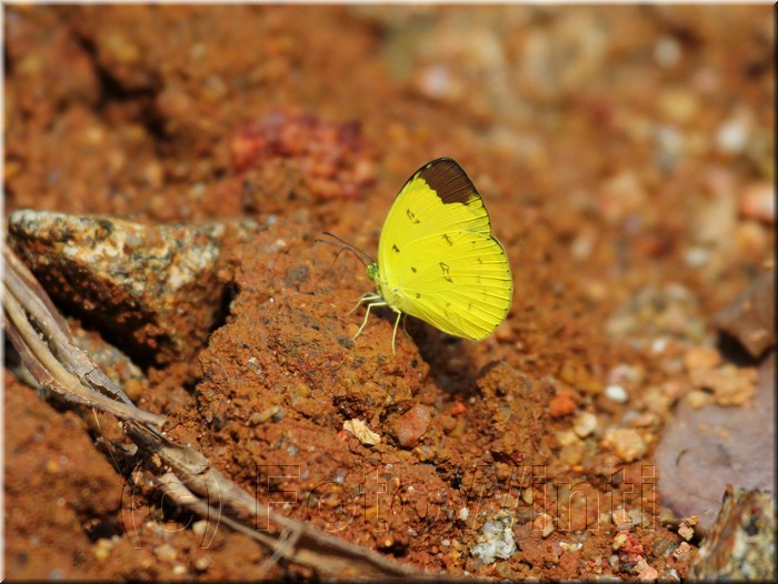 Eurema sari 1.JPG