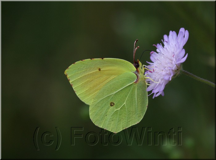 Gonepteryx cleopatra.JPG