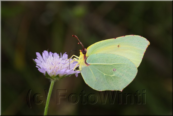 Gonepteryx cleopatra2.JPG