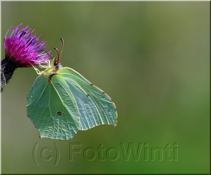 Gonepteryx rhamni.jpg