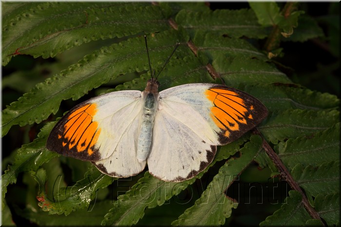 Hebomoia glaucippe.JPG