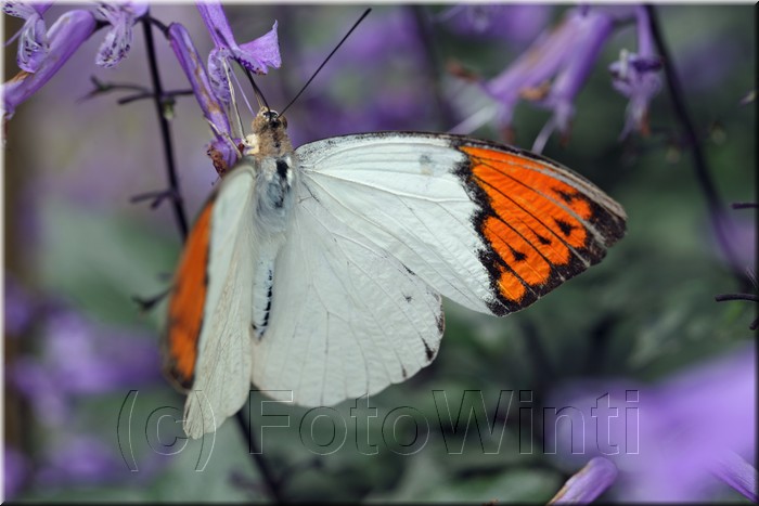 Hebomoia glaucippe2.JPG