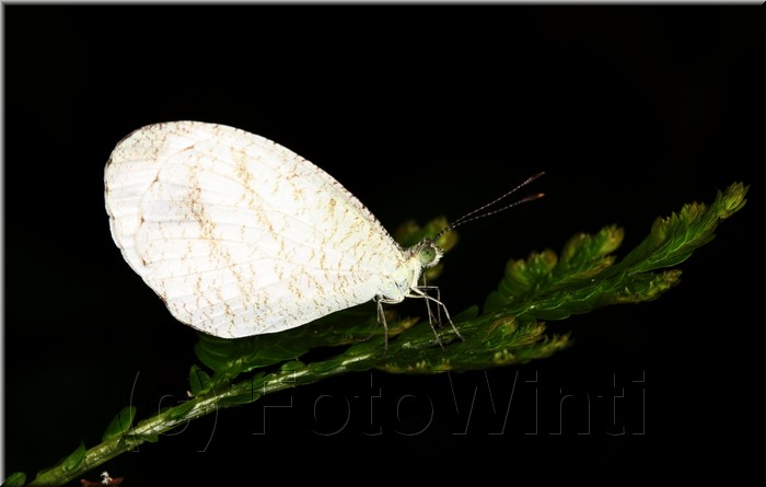Leptosia nina.JPG