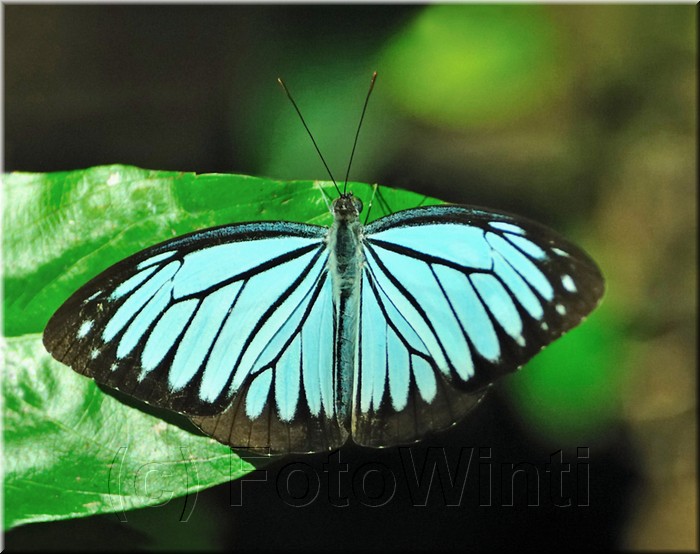 Pareronia anais.jpg