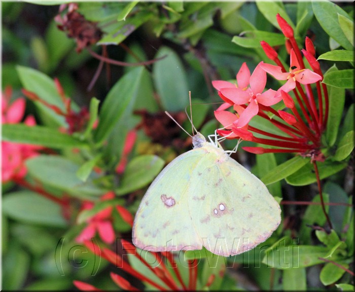 Phoebis philea CR03.JPG