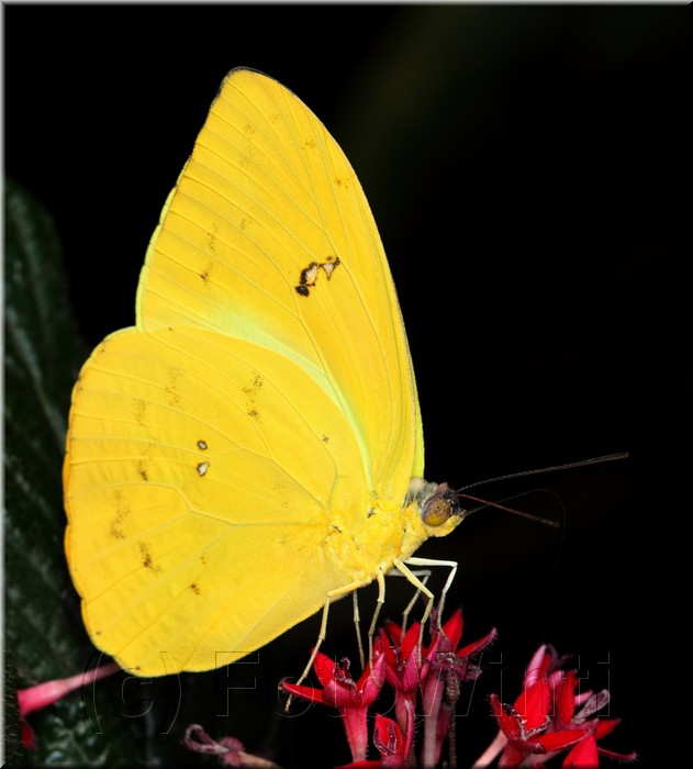 Phoebis philea2.JPG