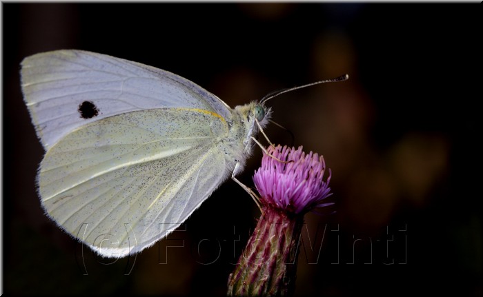 Pieris brassicae.JPG